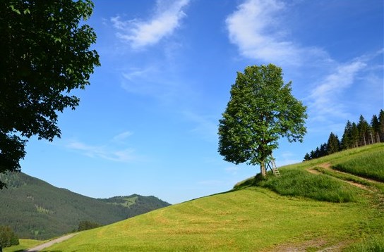 Summer landscape